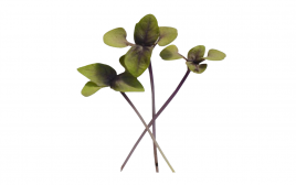 Simply Fresh Basil-MH   Box  1 pcs